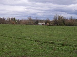 Archivo:Campo Agua Buena