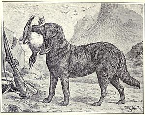 Archivo:Chesapeake Bay Retriever circa 1915