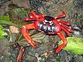 Christmas Red Crab
