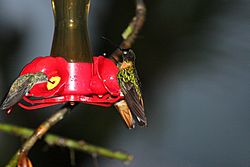 Collared (Goulds) Inca (Coeligena torquata inca) (4856366527).jpg