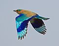 Coracias benghalensis -India -flying-8