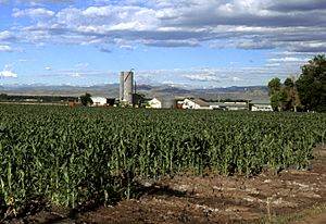 Archivo:Corn production in Colorado