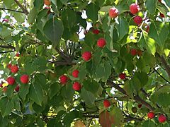 Archivo:Cornus kousa 14zz-fruit