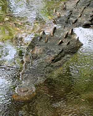 Archivo:Crocodylus acutus mexico 01