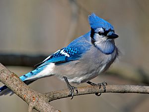Cyanocitta cristata blue jay.jpg