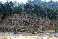 Archivo:Deforestation in Borneo