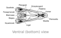 Dimetrodon skull ventral