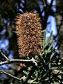Dried up banksia