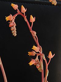 Archivo:Echeveria subalpina 4