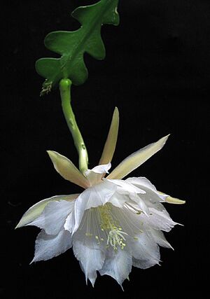 Archivo:Epiphyllum anguliger1Emma Lindahl