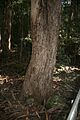 Eucalyptus cypellocarpa trunk Katoomba