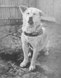 Archivo:Faithful Dog Hachiko Photo