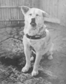 Faithful Dog Hachiko Photo