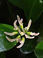 Female taupata flower (Coprosma repens)