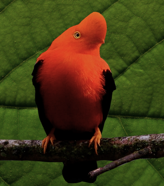 GALLITO DE ROCA