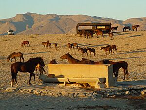 Archivo:Garub hide wild horses 2005-06 telane greyling