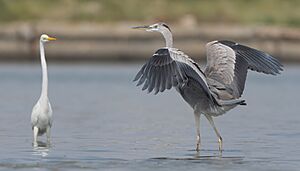 Archivo:Héron et aigrette Lac sud de Tunis