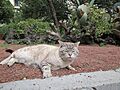 Habitante felino del Palacio Nacional (México) 01
