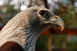 Archivo:Haliastur indus -Hua Hin Zoo, Thailand -head-8a