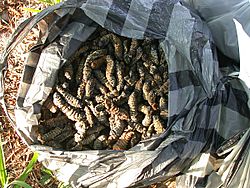 Archivo:Harvested Mopanes