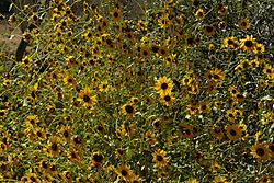 Helianthus bolanderi.jpg