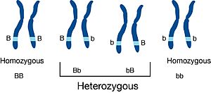 Archivo:Heterozygous