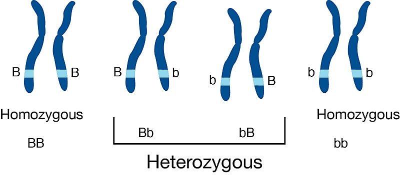 Heterozygous