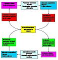 Homeostasis de la glucemia por retroalimentación negativa