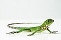Iguana verde (Iguana iguana)
