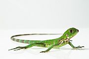 Archivo:Iguana verde (Iguana iguana)