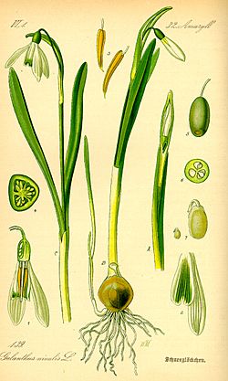 Archivo:Illustration Galanthus nivalis0