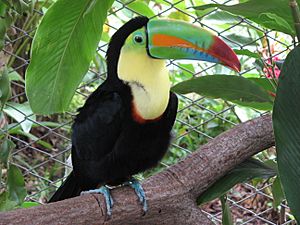 Archivo:Keel-billed toucan, costa rica