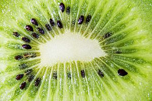 Archivo:Kiwi-andrea-valori