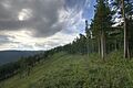 Krasnoyarsk Taiga