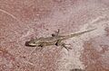 Lizard488