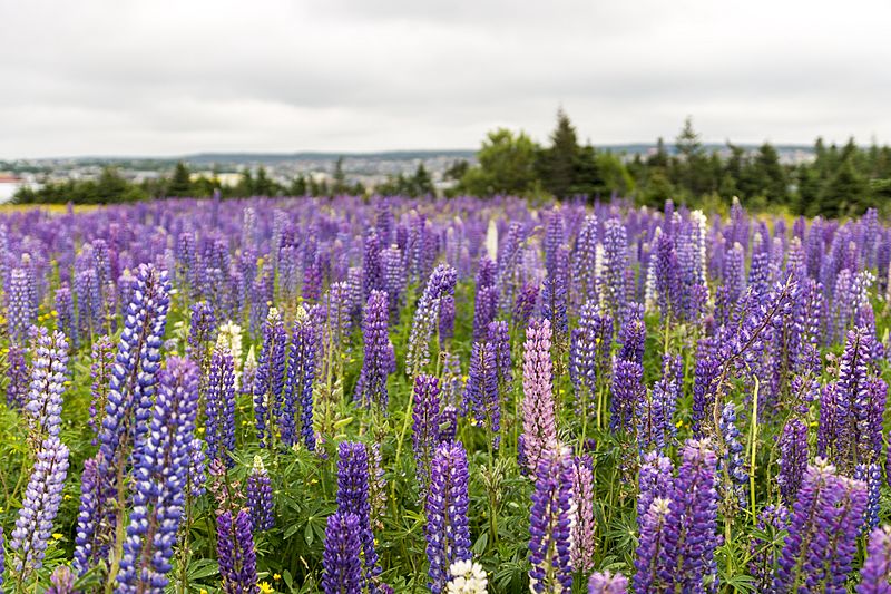 Lupinus field, St. John's, Newfoundland