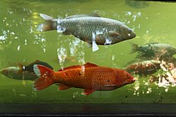 Archivo:Madeira - Monte Palace - fish tank (32649965024)