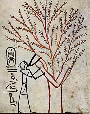 Archivo:Maler der Grabkammer des Thutmosis III. 001