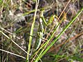 Mantis religiosa