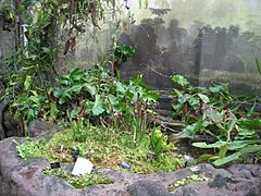 Meijer Gardens October 2014 58 (Carnivorous Plant House)