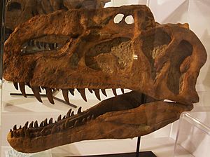 Archivo:Monolophosaurus jiangji