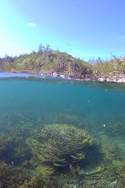 Archivo:Montipora coral and Arthur Bay, Magnetic Island, January 2016