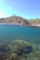 Montipora coral and Arthur Bay, Magnetic Island, January 2016