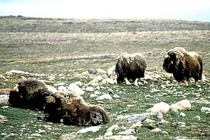 Archivo:Muskox 09-28.06.98