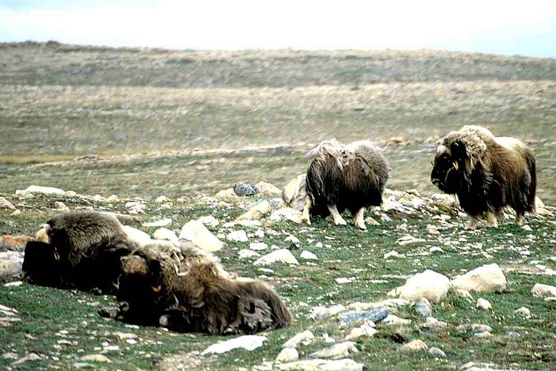 Muskox 09-28.06.98
