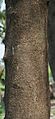 Neem (Azadirachta indica) trunk in Kolkata W IMG 6190
