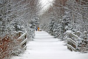 Archivo:Nova Scotia Yellow winter (2194811249)