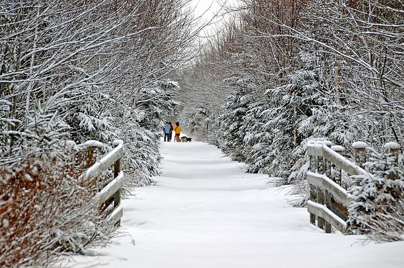 Nova Scotia Yellow winter (2194811249)