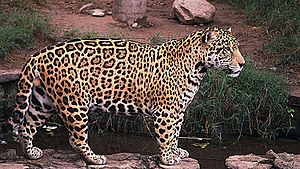 Archivo:Panthera onca - Flickr - Dick Culbert (1)