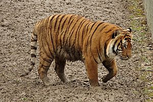 Archivo:Panthera tigris jacksoni at Parc des Félins 04